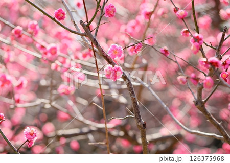 鮮やか　梅の花　八重寒紅 126375968