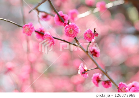 鮮やか　梅の花　八重寒紅 126375969