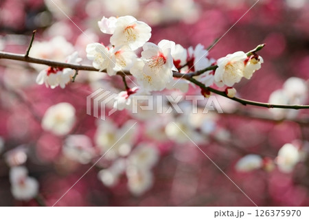 白梅の花　八重海棠 126375970