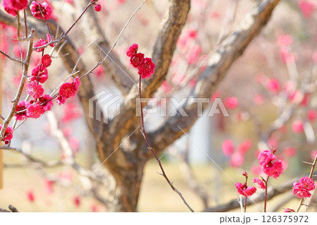 鮮やか 梅の花 栄冠 鮮やか 梅の花 栄冠 126375972
