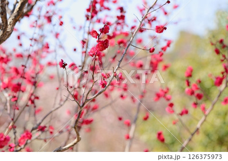 鮮やか 梅の花 栄冠 鮮やか 梅の花 栄冠 126375973
