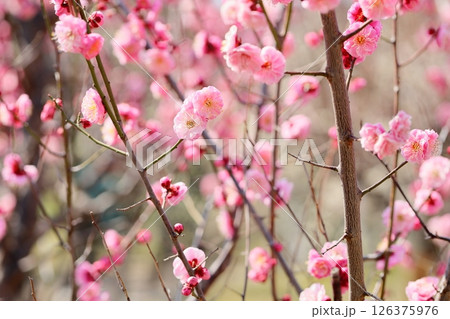 可愛い 梅の花 蓮久 可愛い 梅の花 蓮久 126375976