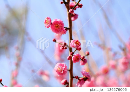 可愛い 梅の花 蓮久 可愛い 梅の花 蓮久 126376006