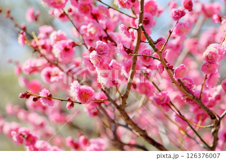 可愛い 梅の花 日光 可愛い 梅の花 日光 126376007