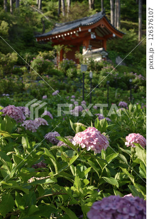 三室戸寺　あじさい園のピンク紫陽花(京都府宇治市) 126376107