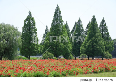 シャーレ―ポピーの花（千葉県 あけぼの山農業公園） 126376270