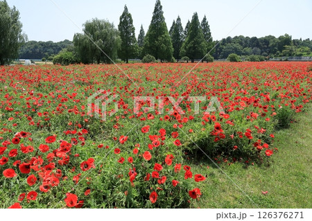 シャーレ―ポピーの花(千葉県 あけぼの山農業公園) シャーレ―ポピーの花(千葉県 あけぼの山農業公園) 126376271