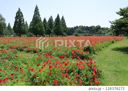 シャーレ―ポピーの花（千葉県 あけぼの山農業公園） 126376272