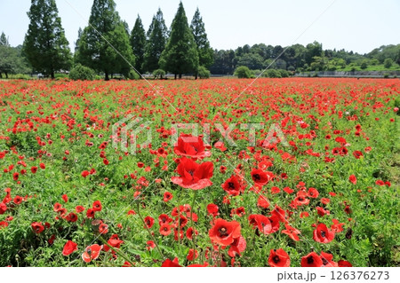 シャーレ―ポピーの花（千葉県 あけぼの山農業公園） 126376273