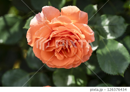薔薇（バラ）、はままつフラワーパークにて 126376434