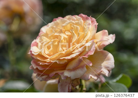 薔薇（バラ）、はままつフラワーパークにて 126376437