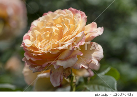 薔薇(バラ)、はままつフラワーパークにて 薔薇(バラ)、はままつフラワーパークにて 126376438