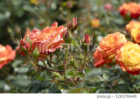 薔薇(バラ)、はままつフラワーパークにて 薔薇(バラ)、はままつフラワーパークにて 126376440