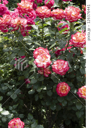 薔薇（バラ）、はままつフラワーパークにて 126376441