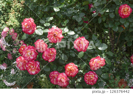 薔薇（バラ）、はままつフラワーパークにて 126376442