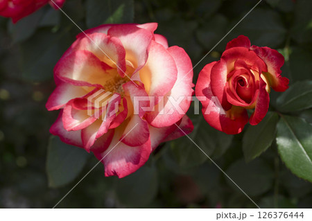 薔薇（バラ）、はままつフラワーパークにて 126376444