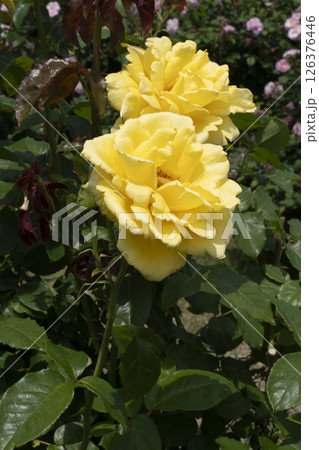 薔薇（バラ）、はままつフラワーパークにて 126376446