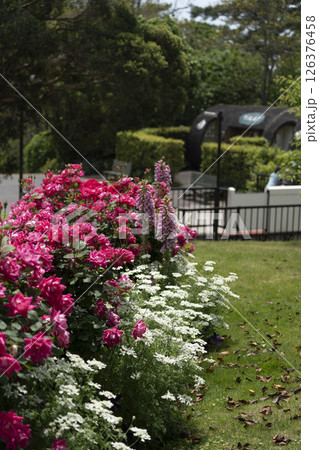 はままつフラワーパーク(5月)の花々 はままつフラワーパーク(5月)の花々 126376458