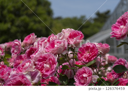 バラ（はままつフラワーパークにて） 126376459