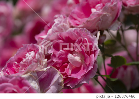 薔薇（バラ）、はままつフラワーパークにて 126376460