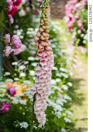 ジキタリス(はままつフラワーパーク) ジキタリス(はままつフラワーパーク) 126376467