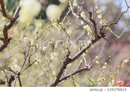 梅の花　小緑咢 126376625