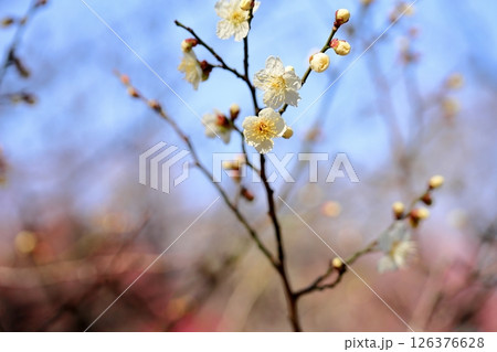 梅の花 筋入茶咢 梅の花 筋入茶咢 126376628