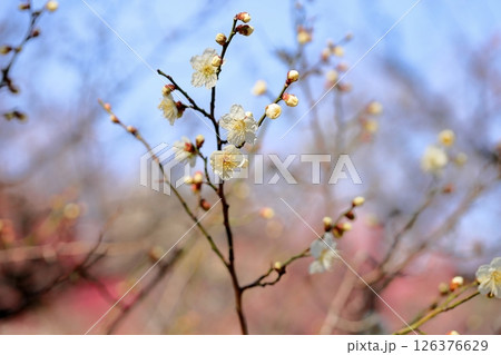 梅の花 筋入茶咢 梅の花 筋入茶咢 126376629