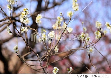爽やか　白梅の花　月の桂 126376630
