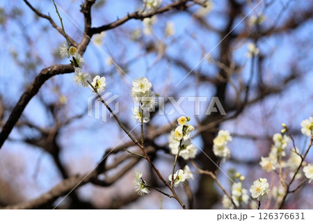 爽やか 白梅の花 月の桂 爽やか 白梅の花 月の桂 126376631