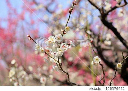 爽やか　白梅の花　一重野梅 126376632