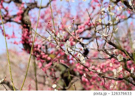 爽やか　白梅の花　一重野梅 126376633