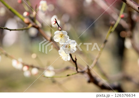 爽やか　白梅の花　一重野梅 126376634