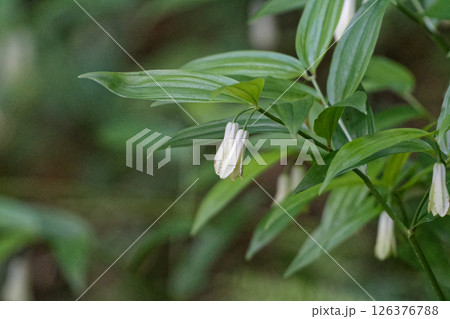 初夏の花イヌサフラン科ホウチャクソウの白い筒状花 初夏の花イヌサフラン科ホウチャクソウの白い筒状花 126376788