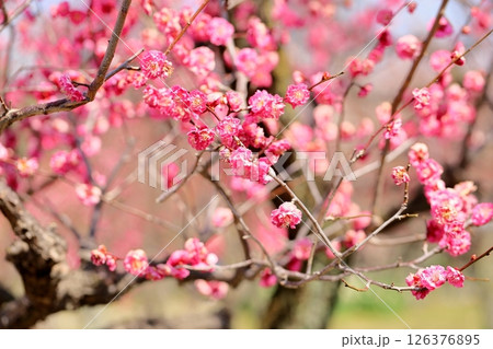 鮮やか 梅の花 八重寒紅 鮮やか 梅の花 八重寒紅 126376895