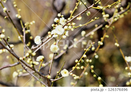 梅の花　八重緑咢 126376896