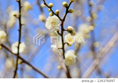 梅の花　八重緑咢 126376897