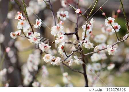 爽やか　白梅の花　古今集 126376898