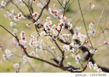 爽やか 白梅の花 古今集 爽やか 白梅の花 古今集 126376899