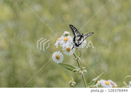 訪花昆虫アゲハチョウ科ナミアゲハの吸蜜 126376944
