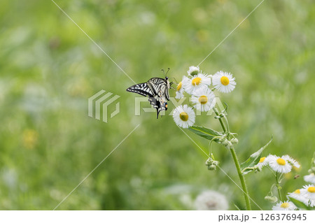 訪花昆虫アゲハチョウ科ナミアゲハの吸蜜 126376945