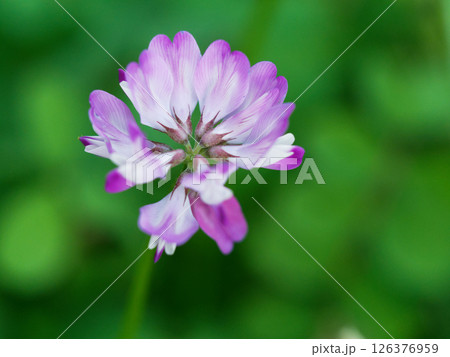 越年草マメ科ゲンゲの花 126376959
