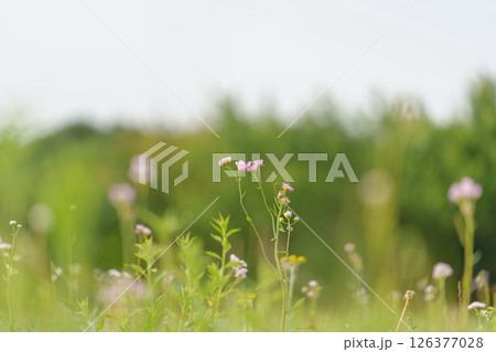 春の野原に咲くナズナの花 126377028