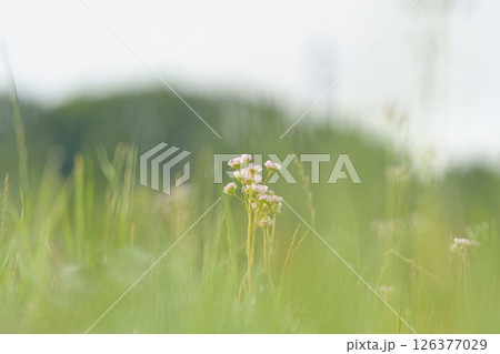 春の野原に咲くナズナの花 126377029
