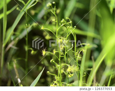 食虫植物モウセンゴケ科イシモチソウ 食虫植物モウセンゴケ科イシモチソウ 126377053