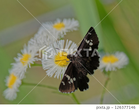 セセリチョウ科ダイミョウセセリ♂の吸蜜 126377146
