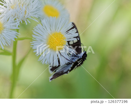 セセリチョウ科ダイミョウセセリ♂の吸蜜 セセリチョウ科ダイミョウセセリ♂の吸蜜 126377196