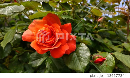 赤いバラ 126377244