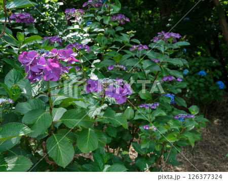 アジサイの花 126377324