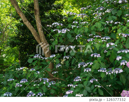 森に咲く紫陽花 126377332